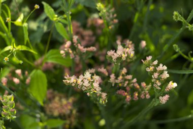 Çiçekli kahverengi sarı limonium - Bahçe arka planda çiçeklerin