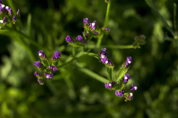 Flowering Pink Limonium Flowers Grow Garden Background Top — Stock Photo, Image