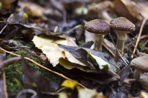 Honigpilz Oder Armillaria Wald Pilze Herbstlaub Hintergrund — Stockfoto