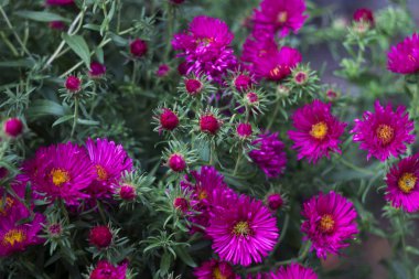 Çok yıllık Aster - Bahçe arka planda pembe sonbahar çiçek çiçeklenme