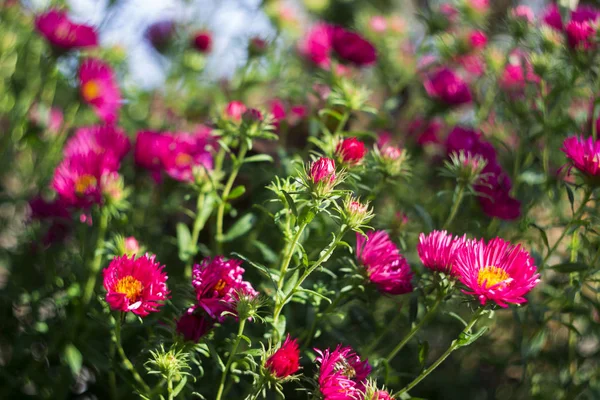 Aster Perenne Flores Otoño Color Rosa Fondo Del Jardín — Foto de Stock