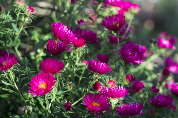 Aster Perenne Flores Otoño Color Rosa Fondo Del Jardín — Foto de Stock