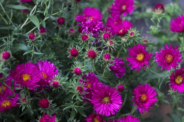 Aster Perenne Flores Otoño Color Rosa Fondo Del Jardín — Foto de Stock