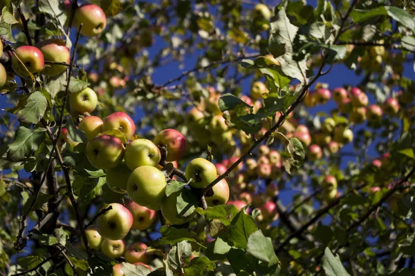 Wiele Dojrzałe Jabłka Zielone Czerwone Wiszące Drzewie Apple Jesienią Zdrowe — Zdjęcie stockowe
