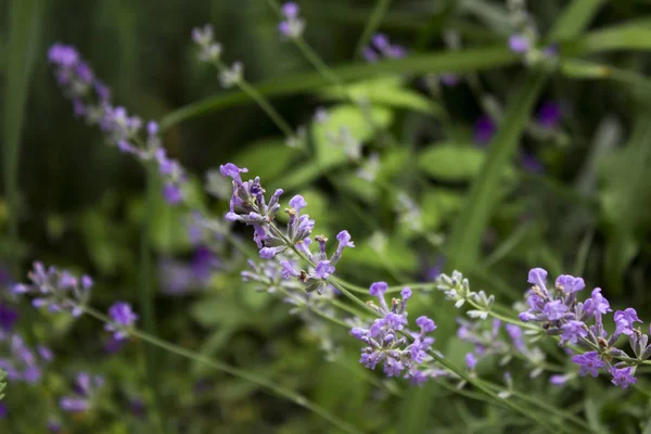 Flowering Lavender Garden Fragrant Blue Flowers Background — Stock Photo, Image