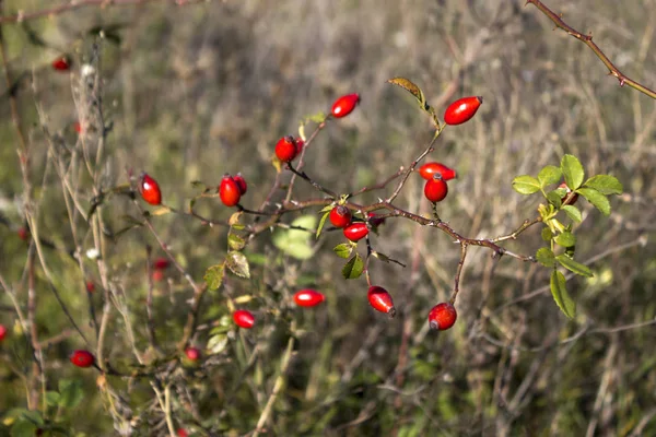 Bagas Vermelhas Rosa Quadris Outono Campo Coleção Plantas Medicinais Sunny — Fotografia de Stock