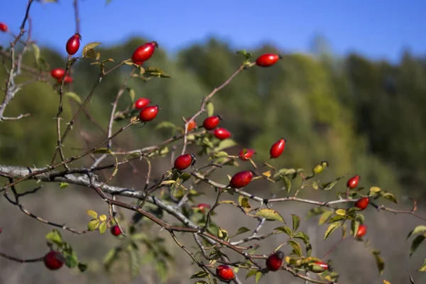 Bagas Vermelhas Rosa Quadris Outono Campo Coleção Plantas Medicinais Dia — Fotografia de Stock