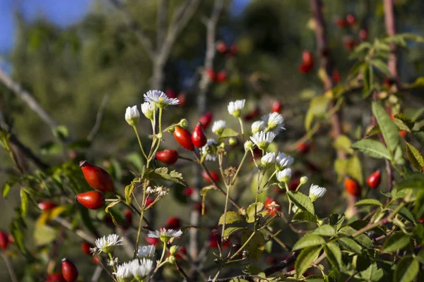 Owoce Dzikiej Róży Rumianku Jesienią Polu Zbiór Roślin Leczniczych Słoneczny — Zdjęcie stockowe