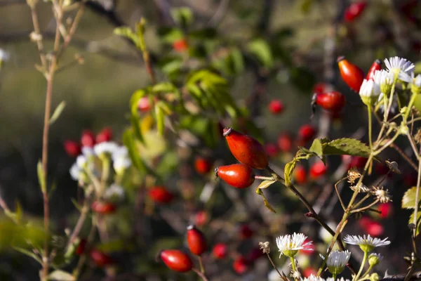 Bagas Vermelhas Rosa Quadris Outono Campo Coleção Plantas Medicinais Dia — Fotografia de Stock