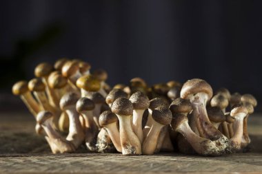 Bir sürü ahşap arka plan, sonbahar yenilebilir mantar üzerinde taze ve kesme bal agaric (armillaria)