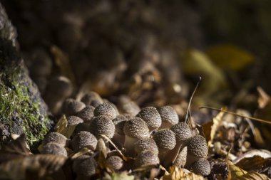Bir sürü küçük bal agaric (armillaria) - sonbahar, arka plan ormanında yenilebilir mantar