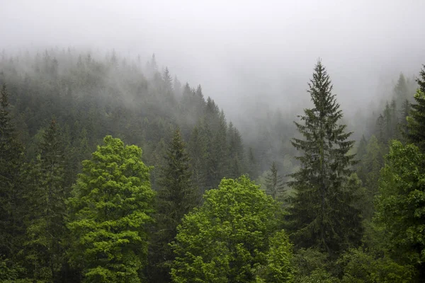 Strong fog in the forest in the mountains, pine trees and old trees in bad weather, blured background