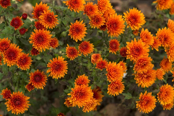 Orange chrysanthemum bloom in the garden, beautiful and delicate autumn flowers background