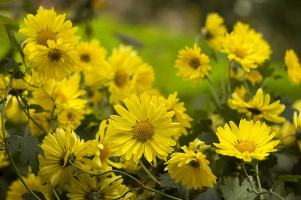 Crisantemo Amarillo Flores Otoño Brillantes Como Manzanilla Fondo Del Jardín — Foto de Stock