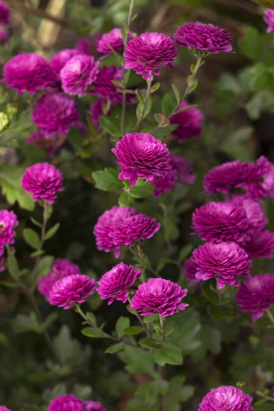 Hermoso Crisantemo Rosa Creciendo Jardín Fondo Flores Otoño — Foto de Stock