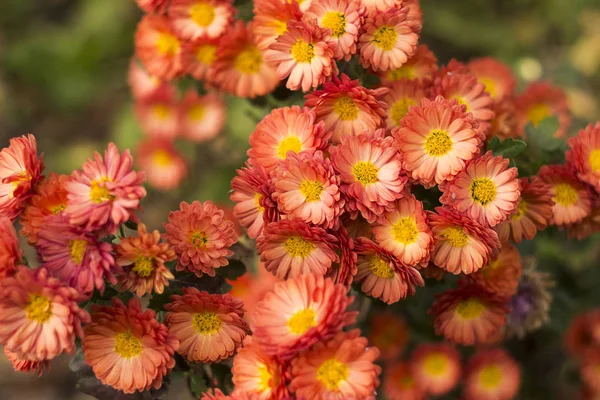 Orange chrysanthemum bloom in the garden, beautiful and delicate autumn flowers background