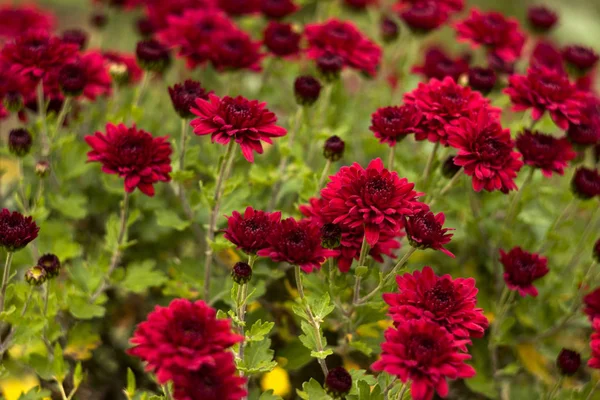 Bush Crisantemos Rojos Florece Jardín Flores Otoño Brillantes Como Manzanilla — Foto de Stock
