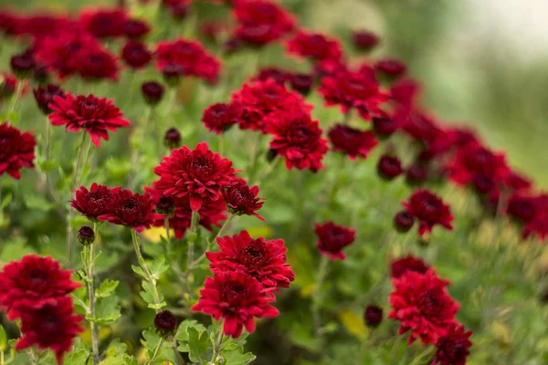 Bush Crisantemos Rojos Florece Jardín Flores Otoño Brillantes Como Manzanilla — Foto de Stock