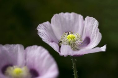 Haşhaş, mor haşhaş çiçek çiçek bir alanda. (Gelincik somniferum)