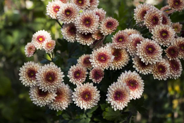 Fleur Chrysanthème Dans Jardin Beau Délicat Fond Fleurs Automne — Photo