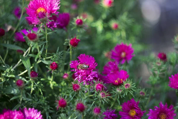 Aster Perenne Flores Otoño Color Rosa Fondo Del Jardín — Foto de Stock