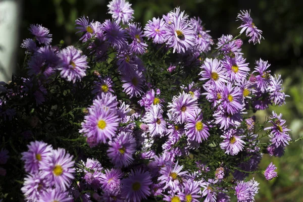 Aster Perenne Fiori Fioriti Lilla Autunno Con Ape Sullo Sfondo — Foto Stock