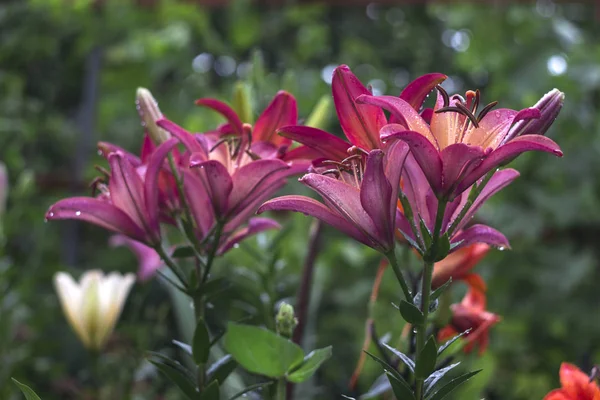 Lírios Rosa Com Gota Florescendo Jardim Flores Bonitas Após Chuva — Fotografia de Stock