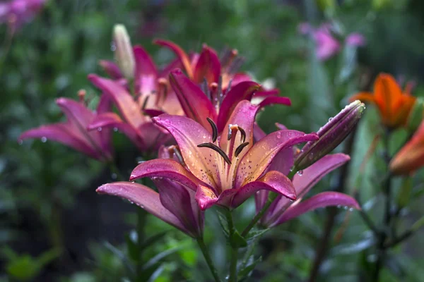Lírios Rosa Com Gota Florescendo Jardim Flores Bonitas Após Chuva — Fotografia de Stock