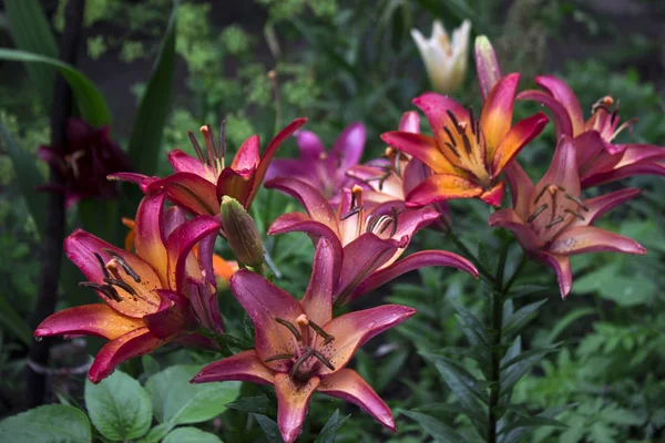 Gigli Rosa Con Goccia Che Fiorisce Nel Giardino Bei Fiori — Foto Stock