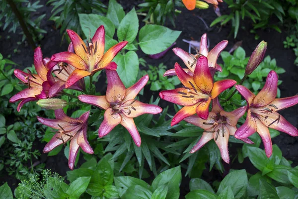 Lírios Rosa Com Gota Florescendo Jardim Flores Bonitas Após Chuva — Fotografia de Stock