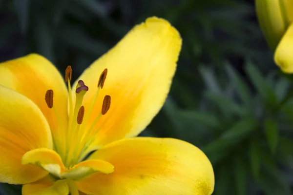 Lírios Amarelos Florescendo Jardim Belas Flores Verão Fundo — Fotografia de Stock