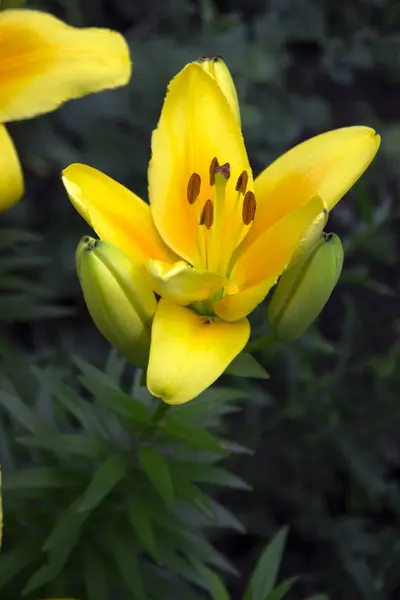 Lírios Amarelos Florescendo Jardim Belas Flores Verão Fundo — Fotografia de Stock
