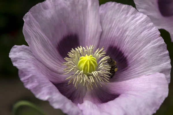 Opium poppy, purple poppy flower blossoms in a field. (Papaver somniferum)