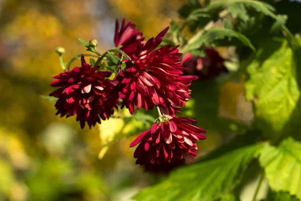 Red Chrysanthemums Growing Garden Bright Autumn Flowers Blooms Background — Stock Photo, Image