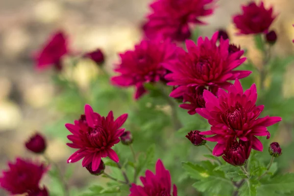 Crisantemos Rojos Creciendo Jardín Flores Otoño Brillantes Fondo — Foto de Stock
