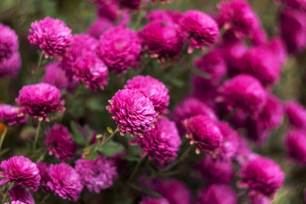 Crisantemo Rosa Florece Jardín Lugar Para Texto Flores Otoño Fondo — Foto de Stock