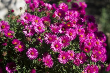 Çok yıllık Aster - Bahçe arka planda pembe sonbahar çiçek çiçeklenme