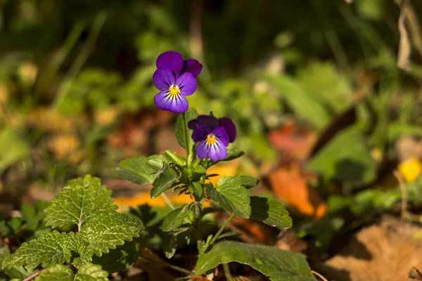 blue pansies bloomed in the fall outside in the garden, bright beautiful flowers to decorate the streets