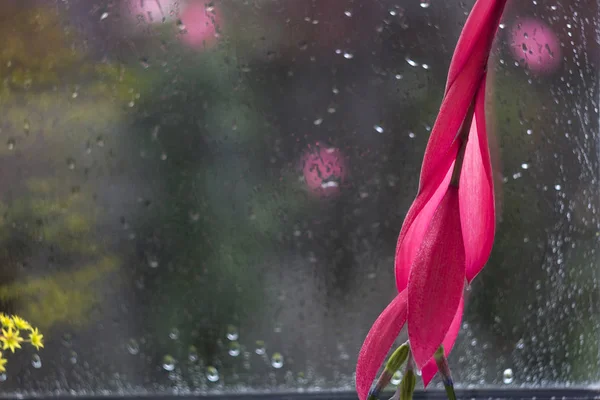 Röd Blomma Billbergia Rosea Tropiska Exotiska Växter Blomma Fönsterbrädan Regnet — Stockfoto