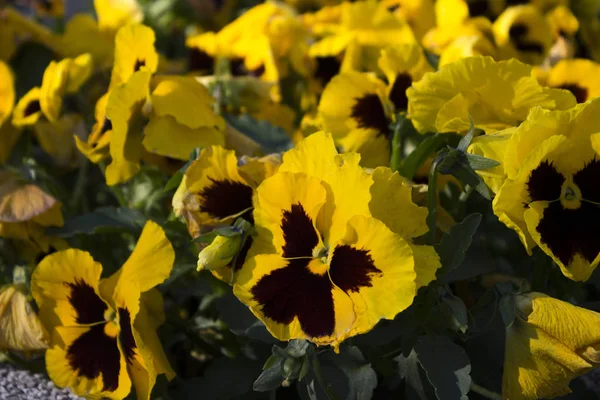 Pérsias Amarelas Fora Jardim Flores Bonitas Brilhantes Para Decorar Ruas — Fotografia de Stock