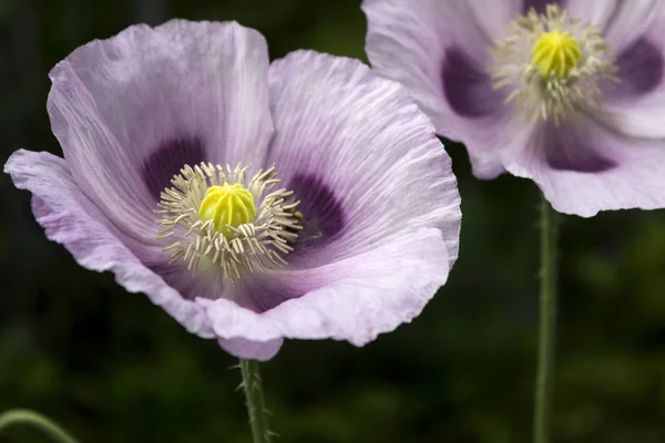 Opium poppy, purple poppy flower blossoms in a field. (Papaver somniferum)