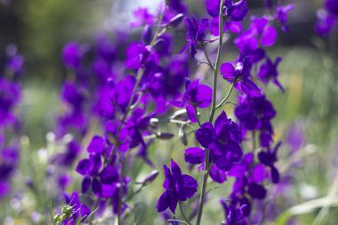 Eflatun Delphinium çiçekler (Consolida orientalis) - vahşi çiçekler bilinen larkspur olarak da