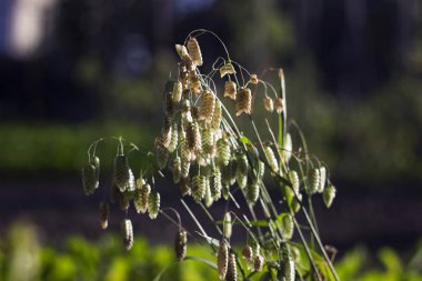 Bahçe peyzaj dekorasyon için büyüyen Briza maxima, güzel yıllık bitki, bitki