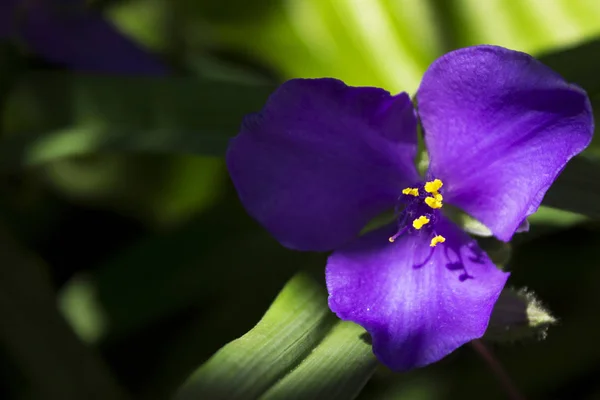 Virginia Spiderwort Eendagsbloem Zijn Bloeiende Tuin Blauw Drie Petal Paarse — Stockfoto