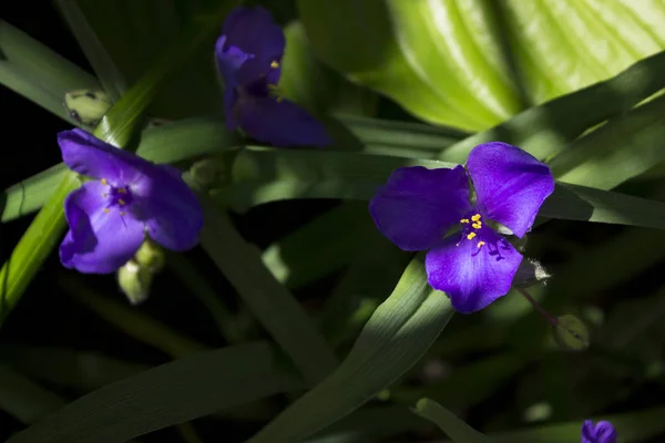 维吉尼亚蜘蛛虫 Tradescantia Virginiana 正在花园里绽放 蓝色的三瓣紫色的花 顶部竞争 — 图库照片