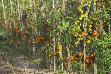 Kırmızı ve yeşil domates kuru yaprakları ile bahçede güneşli havalarda, tarım büyümek.