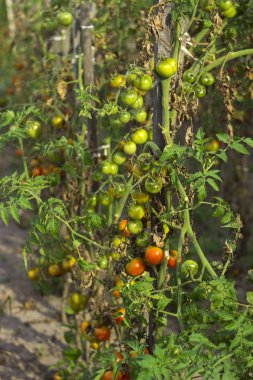 Red and green tomatoes with dry leaves grow in the garden in Sunny weather, agriculture clipart