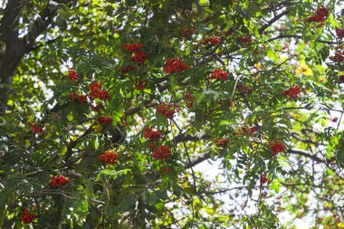 Kırmızı Rowan çilek ağacı, bulanık adam üzerinde