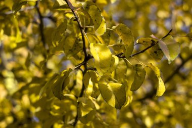 Güzel sarı ve kahverengi yaprakları ağaca sonbahar, bir armut ağacı, arka plan