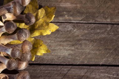 Bir sürü ahşap arka plan, sonbahar yenilebilir mantar üzerinde taze ve kesme bal agaric (armillaria). Düz la